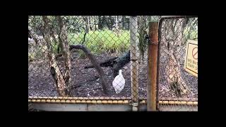 Caversham wildlife Australiaaustraliaviralvideofypanimalsexplore [upl. by Oraneg249]