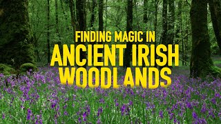 I Found Magic in an Ancient Irish Woodland [upl. by Aigroeg163]