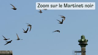 Zoom sur le Martinet noir [upl. by Nimzay908]