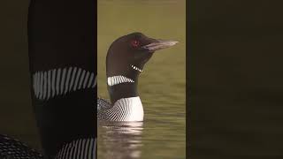 Common Loons Calling [upl. by Harwill604]