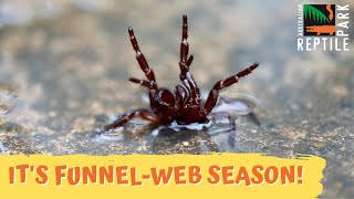 Funnelweb Spider Season is Here  Australian Reptile Park [upl. by Ailido]