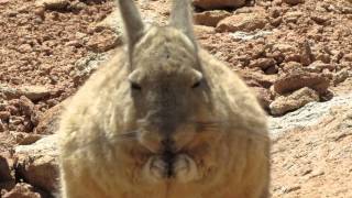 Viscacha [upl. by Atin]