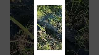 Which is more dangerous alligator or crocodile [upl. by Corella]