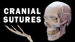 CRANIAL SUTURES ANATOMY [upl. by Inaluahek348]