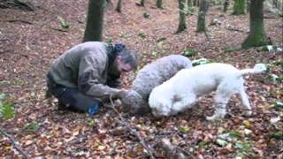 OCRINA  Lagotto romagnolo Slovenia [upl. by Nyrahs397]