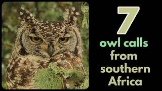 7 owl calls from southern Africa [upl. by Doner]