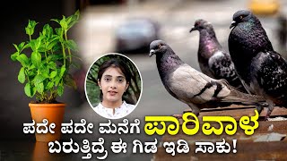 Pigeon Problems  ಮನೆಯಲ್ಲಿ ಈ ಗಿಡಗಳನ್ನು ಇಟ್ಟರೆ ಪಾರಿವಾಳ ಮನೆಗೆ ಬರಲ್ಲ Best Plants to Keep Pigeons Away [upl. by Ayiram]