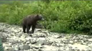 Tourists charged by grizzly bear in Alaska [upl. by Enimajneb]