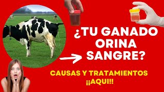 ¿TU GANADO ORINA SANGRE DEBES DE HACER ESTO  PIROPLASMOSIS EN EL GANADO [upl. by Odey]