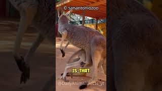 Meet the Kangaroo│Australias Iconic Leaping Marsupial [upl. by Zetrok]