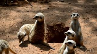 Suricatas en BIOPARC Valencia [upl. by Yorke]