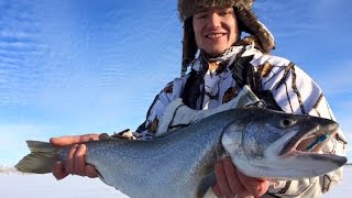 Fort Peck amp Sakakawea Walleye and Lakers January 2016 [upl. by Onimod]