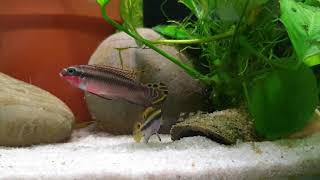 Pelvicachromis taeniatus quotNigeria Redquot with fry [upl. by Reyem]