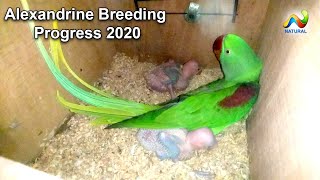 Alexandrine and Gary Parrots Breeding Progress 2020  Parrot For Sale [upl. by Nazus]