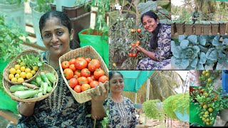 மாடித்தோட்டம் அறுவடைTerrace Garden update HarvestingTable Lemon🍋 How to maintain terrace Garden [upl. by Gnanmos235]