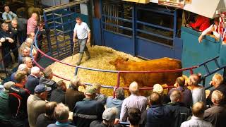 Kanturk Cattle Mart sept 2017 [upl. by Eatnahc]