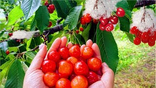 Worlds Most Expensive Cherry  Amazing Japan Agriculture Technology Farm  Best Cherry Harvest [upl. by Forster]