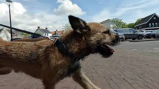 Border Terrier WOODY walkabout [upl. by Stillas548]