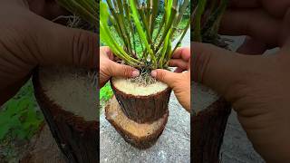 Easy techniques repotting dendrobium plants on tree logs orchidfarm plants orchid garden [upl. by Llieno]