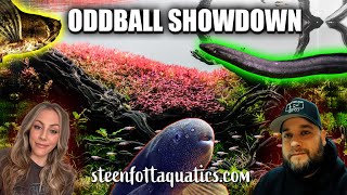 Bizarre Fish Battle The Ultimate Oddball Showdown [upl. by Adnertal207]