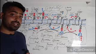 glycosylation  Nlinked glycosylation amp Olinked glycosylation part5 Dolichol Phosphate [upl. by Akapol]