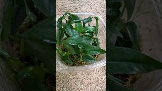 Pothos Propagation Box 6 Months Update  houseplants shorts plantcare plantlover [upl. by Ylus]