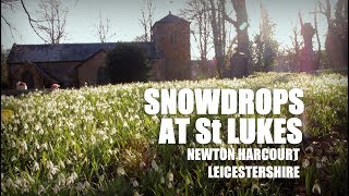 Snowdrops St Lukes  Newton Harcourt Leicestershire [upl. by Fife]