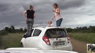 Kruger Park Tourists Out Of Car At Lion Sighting [upl. by Westhead]