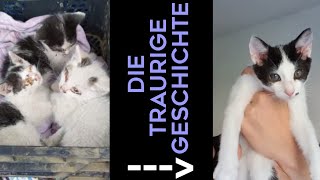 Die traurige Geschichte meiner neuen Katze 😔 UNFASSBAR [upl. by Aurthur]