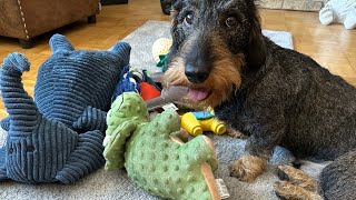 Dachshund takes care of his toys [upl. by Nitsrek830]