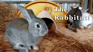 Building our Rabbit Colony  From cage to kindness  Free Range Homestead Ep 55 [upl. by Kristien]