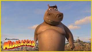 Creo que le gustas a Moto Moto 😘  DreamWorks Madagascar en Español Latino [upl. by Gebler]