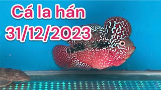 Cá la hán ngày cuối năm 2023 [upl. by Shalom]