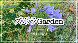 【ガーデニングvlog】ズボラGarden🍀7月の庭natural garden癒しの庭flowersgardening [upl. by Holcomb]