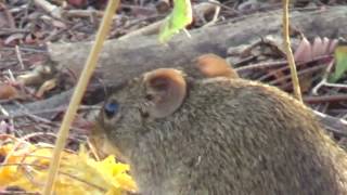 Jungle Mouse or The Indian bush rat Golunda ellioti [upl. by Norbel]