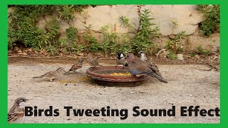 Birds Tweeting Sound Effect [upl. by Newfeld]