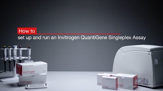 How to set up and run an Invitrogen™ QuantiGene™ Singleplex Assay [upl. by Tanitansy]