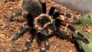 Brachypelma auratum juvenile female feeding [upl. by Ayres]