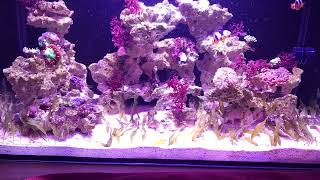 Innovative Marine Nuvo Fusion Pro 20 AIO Aquarium [upl. by Mcneil]