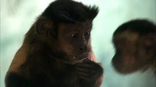 Capuchin monkey fights for equal rights  Inside the Animal Mind Episode 3  BBC Two [upl. by Githens106]