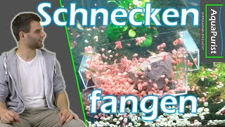 Schnecken fangen für faule Einfach und günstig [upl. by Sabanrab633]