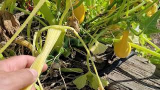 How to Keep Squash Plants Producing All Summer into the Fall Zucchini [upl. by Eicak]