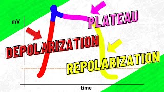 3D animation of how IUI works [upl. by Werd]