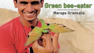 Green BeeEater Merops Orientalis [upl. by Sanez663]