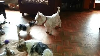 Biewer Terrier tanzen Boogie Woogie [upl. by Anile591]