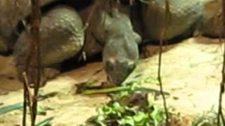 Giant turtles at Zoo Vienna [upl. by Aikyt]