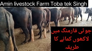 Jhoti farming in pakistan  How to Earn in Jhoti farming [upl. by Yrovi]