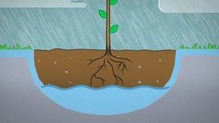 Planting A Bare Rooted Tree [upl. by Karena]