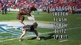 ★ AWESOME DISC DOGS ★  The Best of The Sky High Flying Canines [upl. by Nnaeerb]