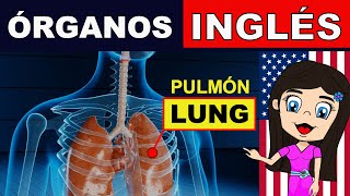 Vocabulario en Ingles  Funciones del Cuerpo  Systemas y Organos [upl. by Macnamara67]